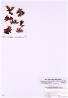 藏品(紅葉藻科)的圖片